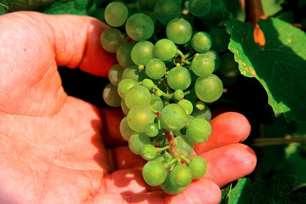 Dłoń trzymająca kiść gron Rieslinga w winnicy